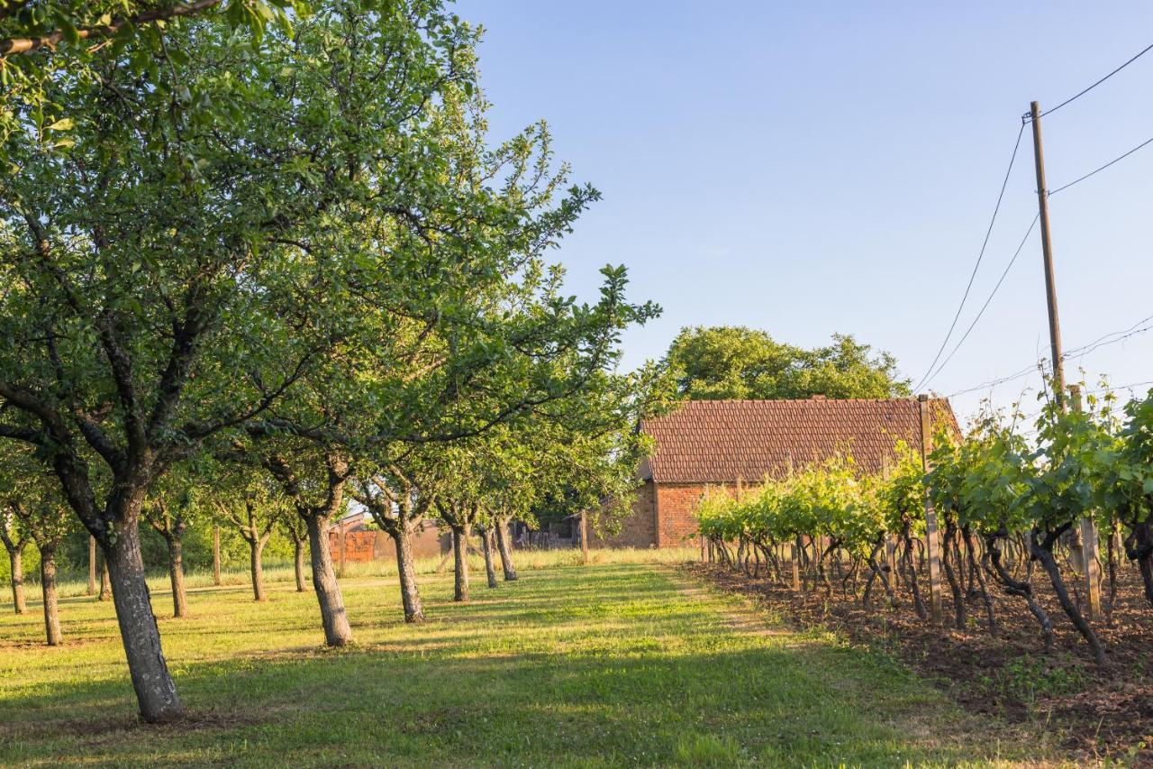 Village Wine House Mandicevac المظهر الخارجي الصورة