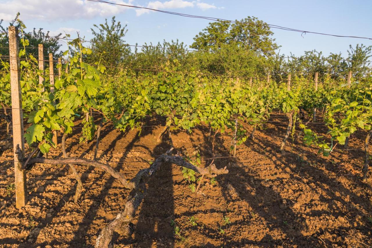 Village Wine House Mandicevac المظهر الخارجي الصورة