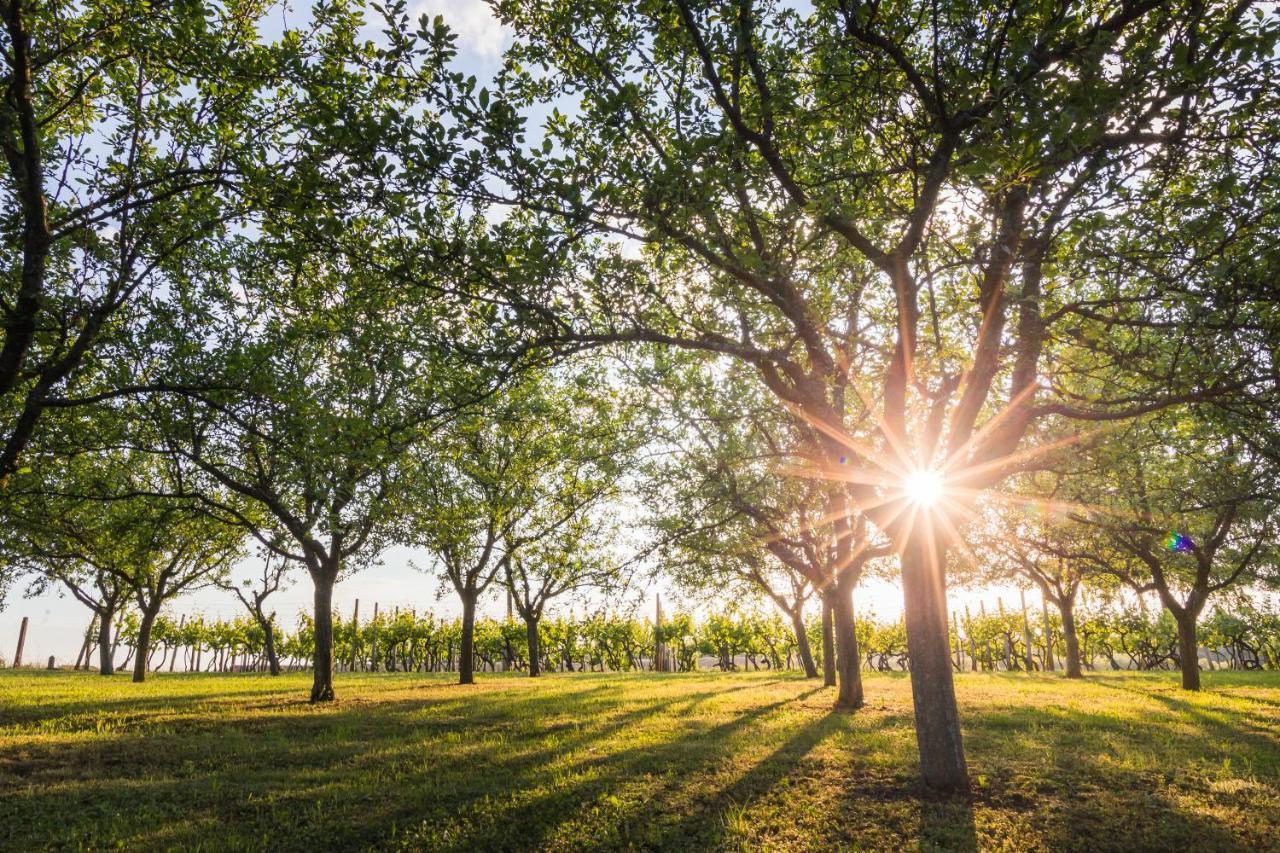Village Wine House Mandicevac المظهر الخارجي الصورة