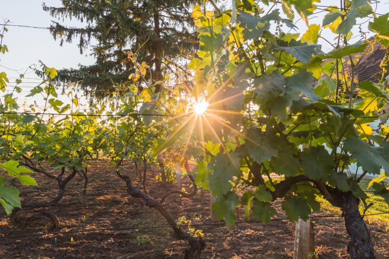 Village Wine House Mandicevac المظهر الخارجي الصورة
