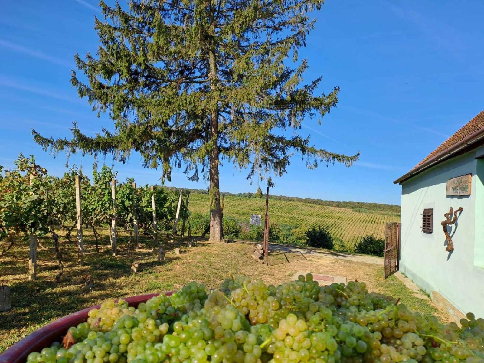 Village Wine House Mandicevac المظهر الخارجي الصورة